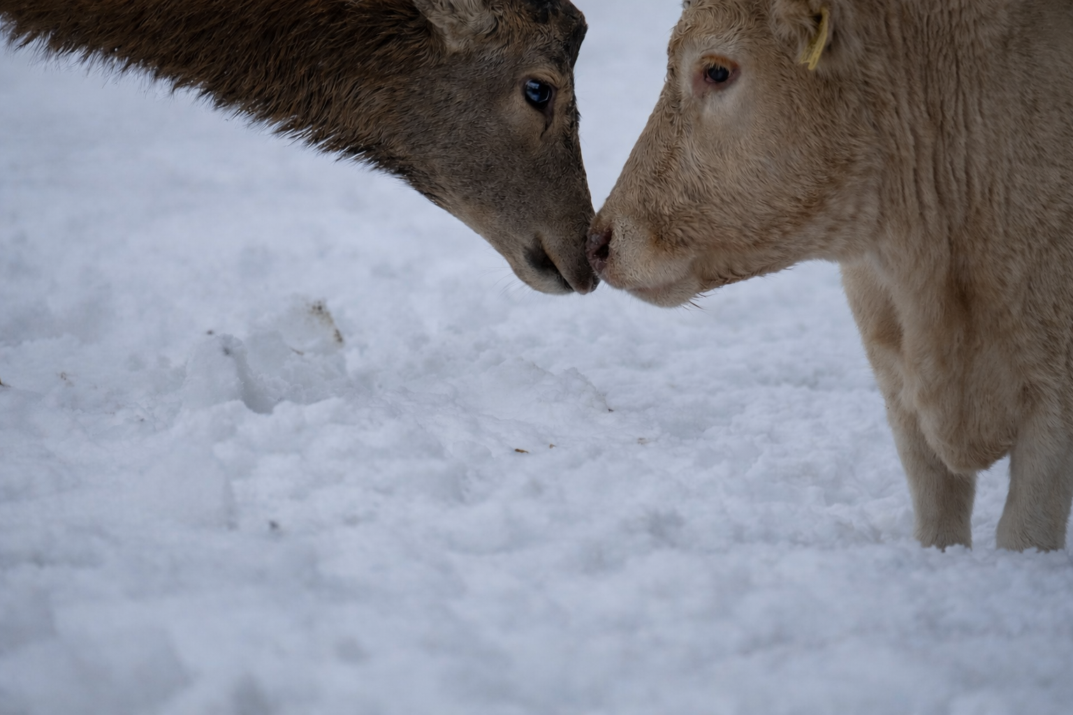 Koe en hert samen V2