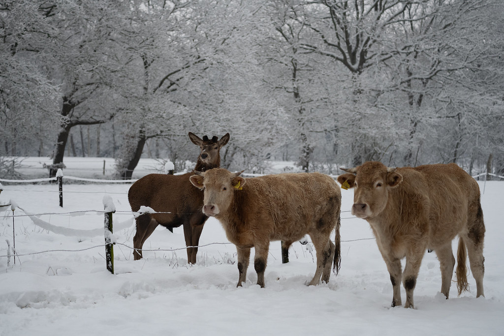 Edelhert met koeien