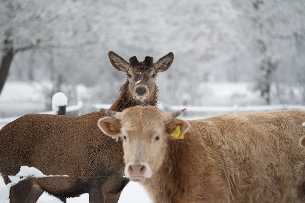 Edelhert met koe