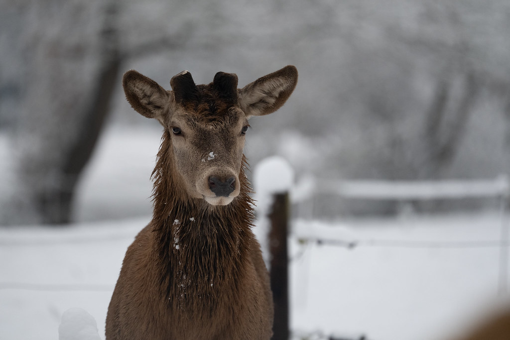 Edelhert alleen