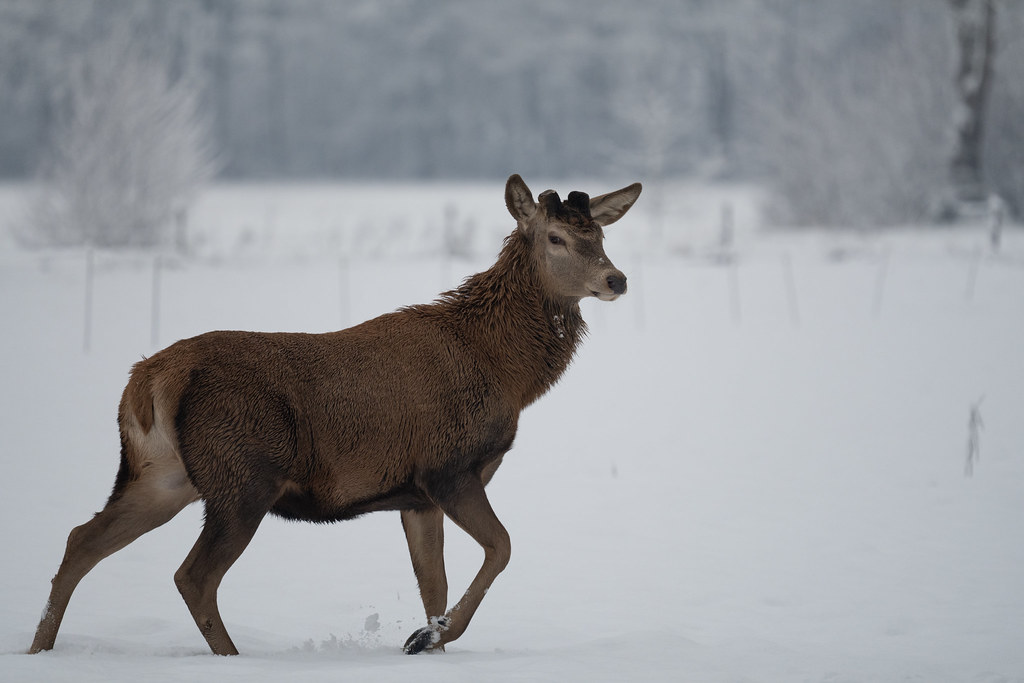 Hert in de sneeuw