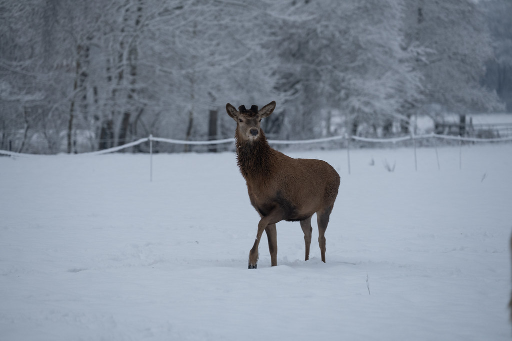 Edelhert alleen in sneeuw